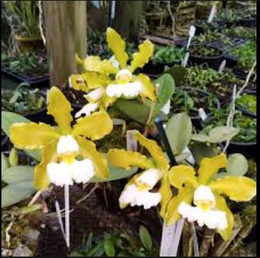 Cattleya schilleriana var. aurea x Cattleya schilleriana var. albecens Cattleya La Foresta Orchids 