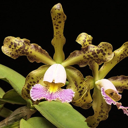 Cattleya schilleriana var. coerulea Cattleya La Foresta Orchids 