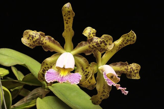 Cattleya schilleriana var. coerulea Cattleya La Foresta Orchids