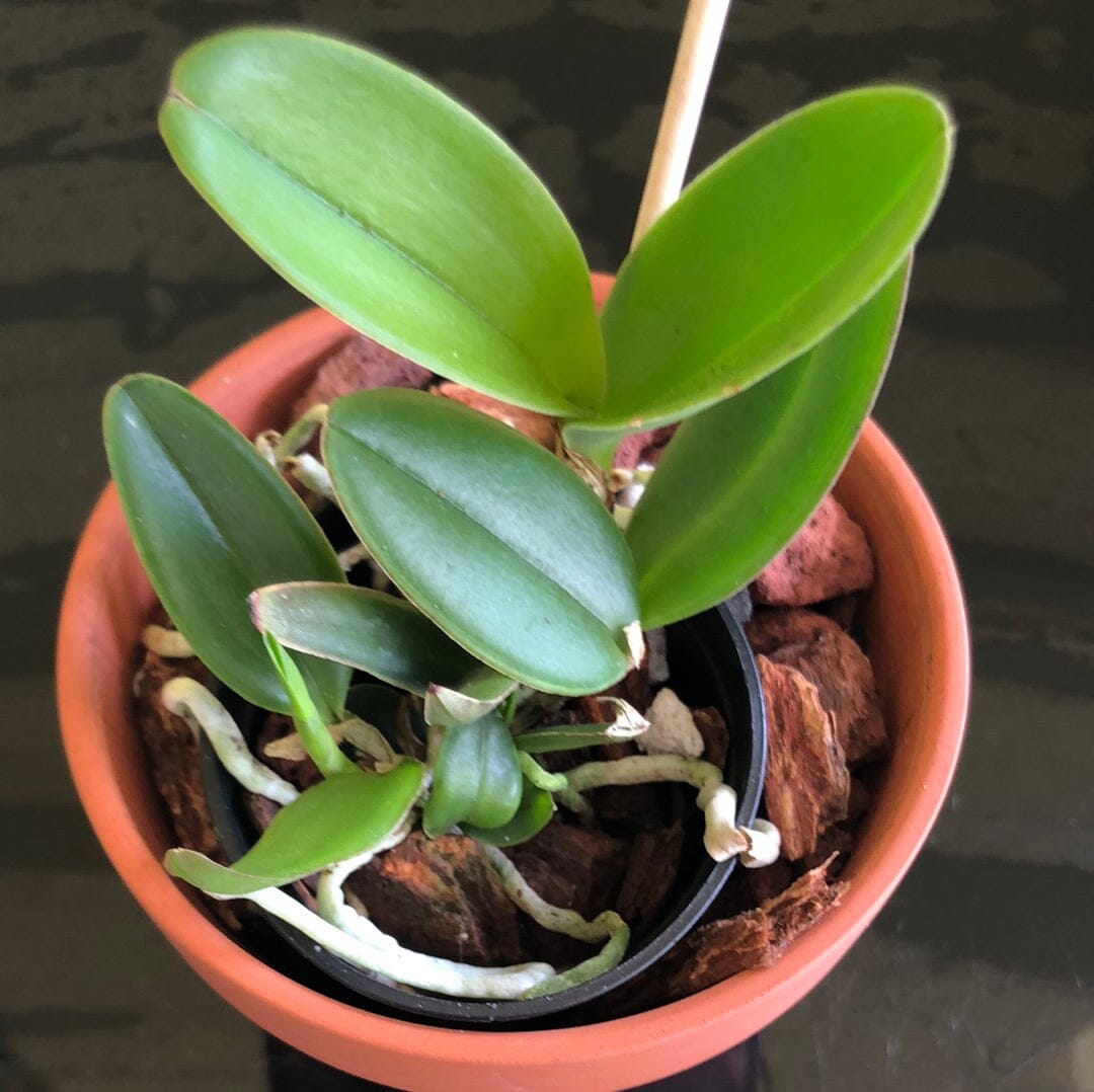 Cattleya schilleriana var. coerulea Cattleya La Foresta Orchids NBS in a 2” pot 