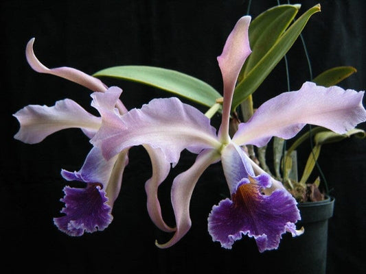 Cattleya schilleriana x Cattleya warneri var. coerulea Cattleya La Foresta Orchids