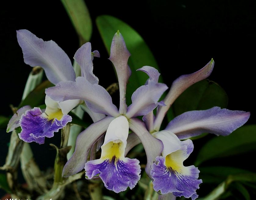 Cattleya schilleriana x Cattleya warneri var. coerulea Cattleya La Foresta Orchids 