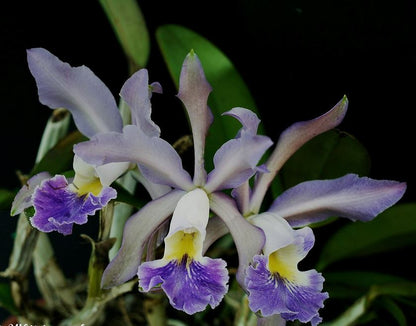 Cattleya schilleriana x Cattleya warneri var. coerulea Cattleya La Foresta Orchids 