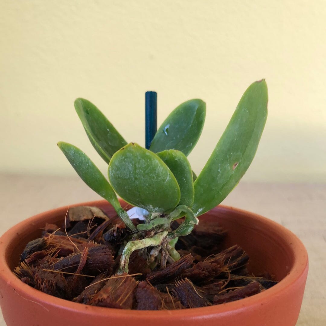 Cattleya schofieldiana var. alba Cattleya La Foresta Orchids