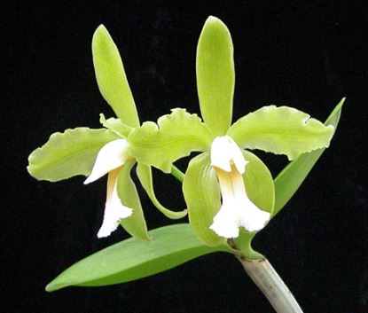 Cattleya schofieldiana var. alba Cattleya La Foresta Orchids