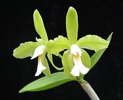 Cattleya schofieldiana var. alba Cattleya La Foresta Orchids 