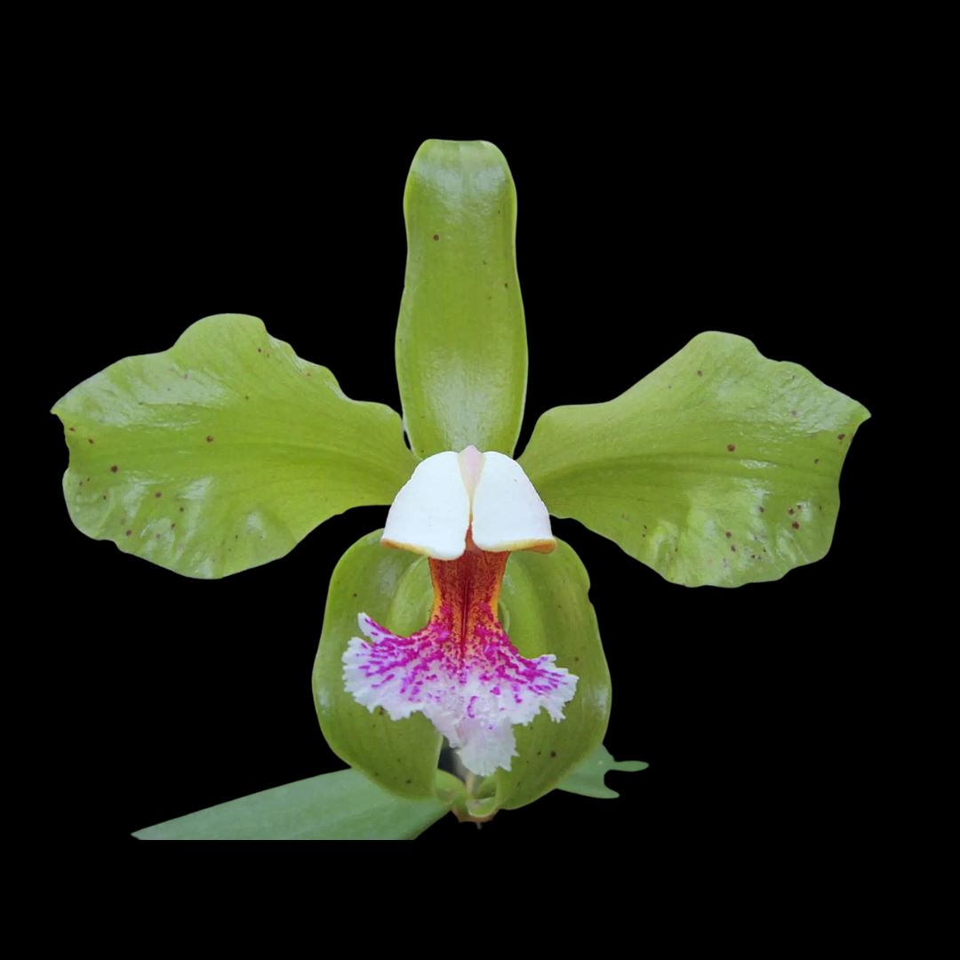 Cattleya schofieldiana var. green Cattleya La Foresta Orchids 