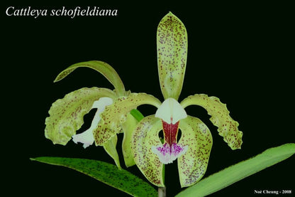 Cattleya schofieldiana var. green Cattleya La Foresta Orchids 