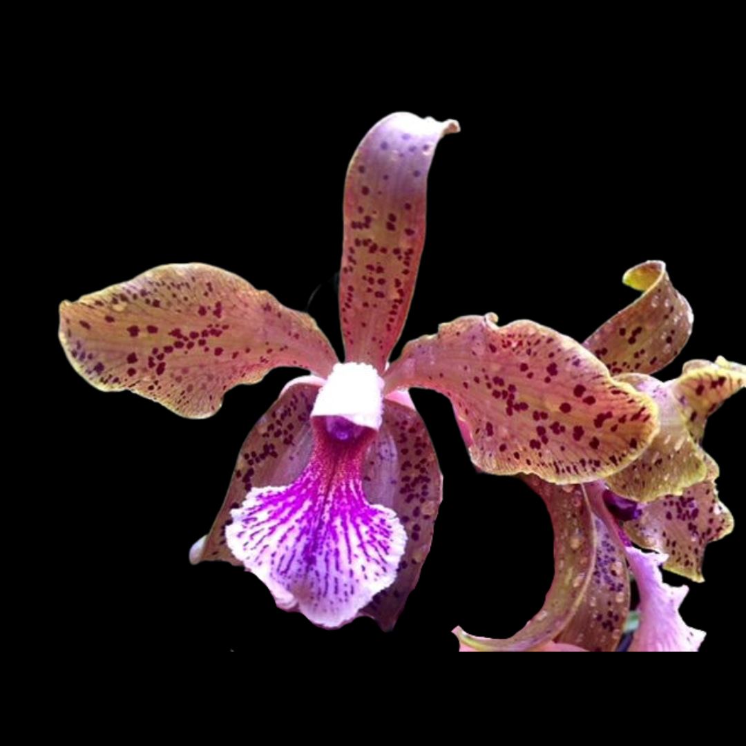 Cattleya schofieldiana x Cattleya velutina Cattleya La Foresta Orchids 