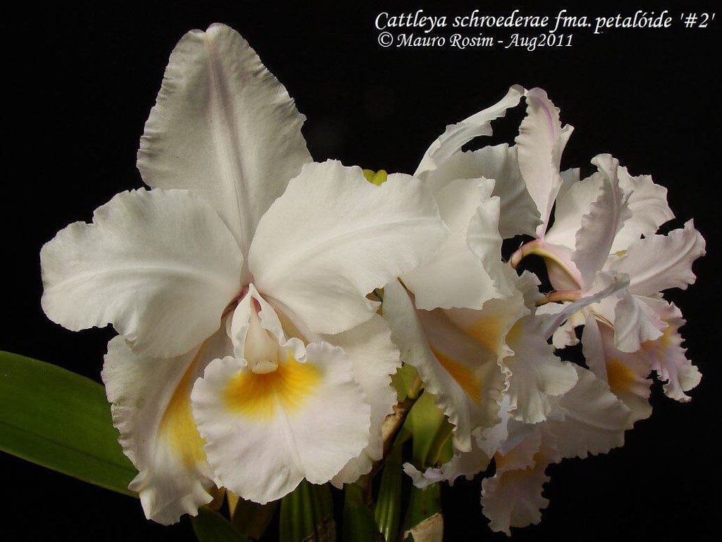Cattleya schroederae Cattleya La Foresta Orchids 