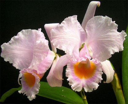 Cattleya schroederae Cattleya La Foresta Orchids 