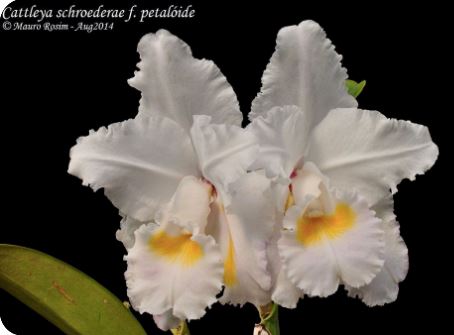 Cattleya schroederae Cattleya La Foresta Orchids var. petaloide South Cross 