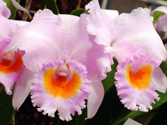 Cattleya schroederae Cattleya La Foresta Orchids var. tipo ‘Rio’