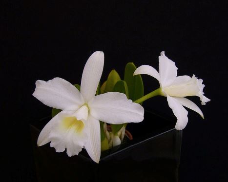 Cattleya sincorana var. alba ‘Star Chamber’ Cattleya La Foresta Orchids