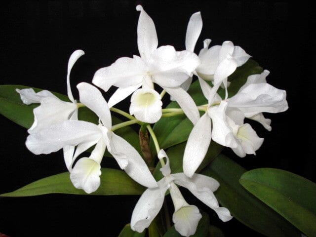 Cattleya skinneri var. alba Cattleya La Foresta Orchids 