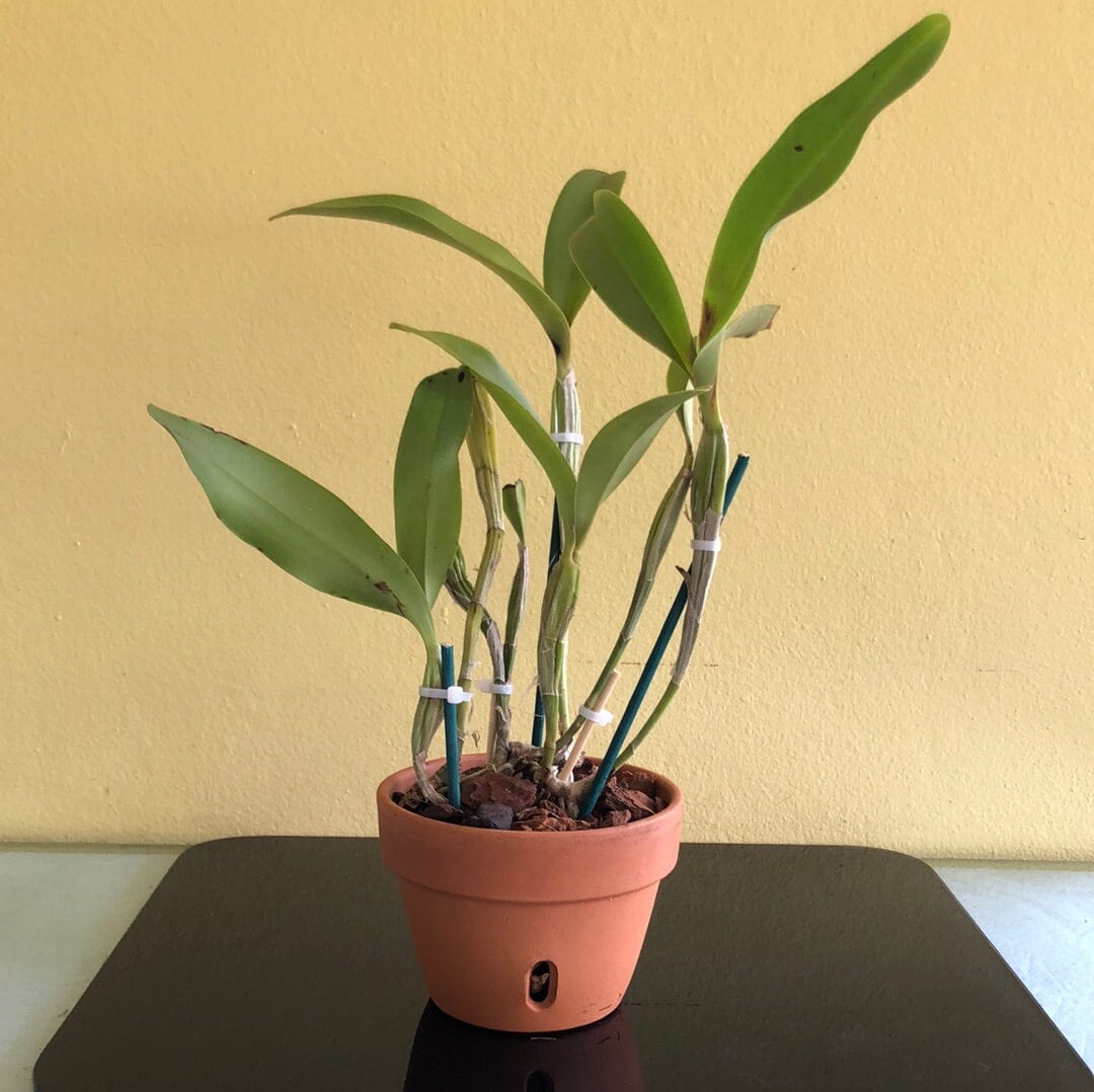 Cattleya skinneri var. alba Cattleya La Foresta Orchids BS in a 5" pot 