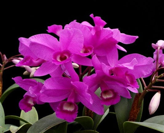 Cattleya skinneri var tipo 4N Cattleya La Foresta Orchids