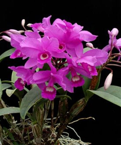 Cattleya skinneri var tipo 4N Cattleya La Foresta Orchids 