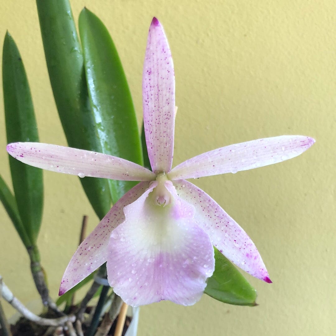 Cattleya Summer Spots x Brassavola nodosa 4N Brassavola La Foresta Orchids