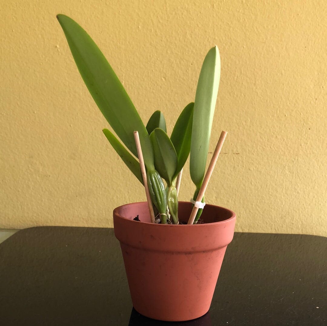 Cattleya Suzanne Hye Cattleya La Foresta Orchids