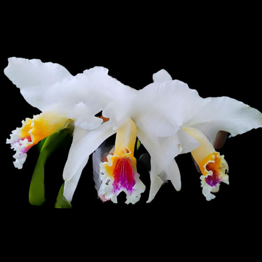 Cattleya Suzanne Hye Cattleya La Foresta Orchids 
