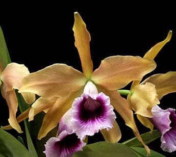 Cattleya tenebrosa Cattleya La Foresta Orchids