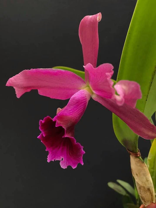 Cattleya tenebrosa 'Paul' AM/AOS x Cattleya Pacavia 'Impressive' Cattleya La Foresta Orchids