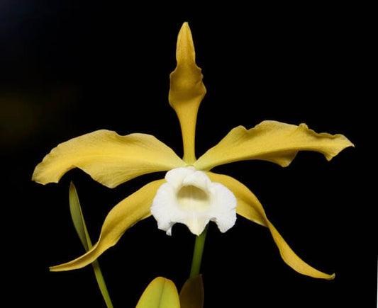 Cattleya tenebrosa var. alba x Cattleya briegeri Cattleya La Foresta Orchids