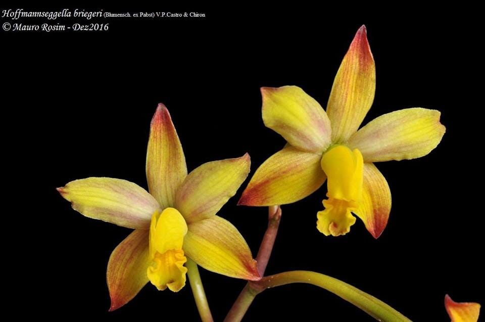 Cattleya tenebrosa var. alba x Cattleya briegeri Cattleya La Foresta Orchids 