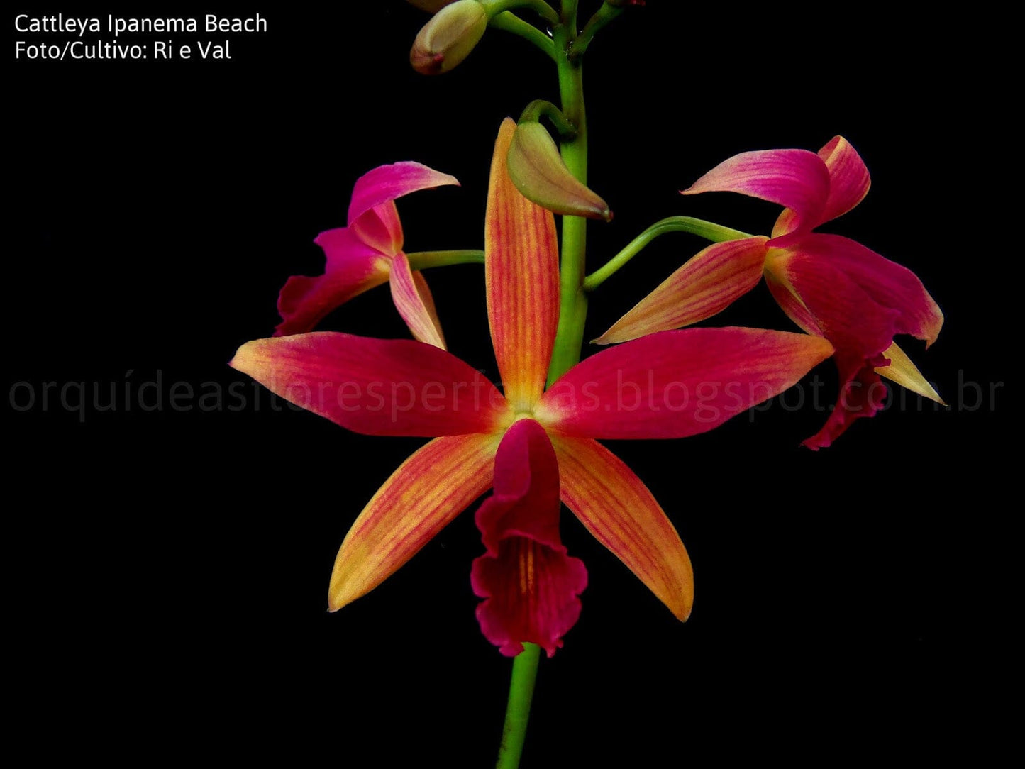 Cattleya tenebrosa var. alba x Cattleya briegeri Cattleya La Foresta Orchids 