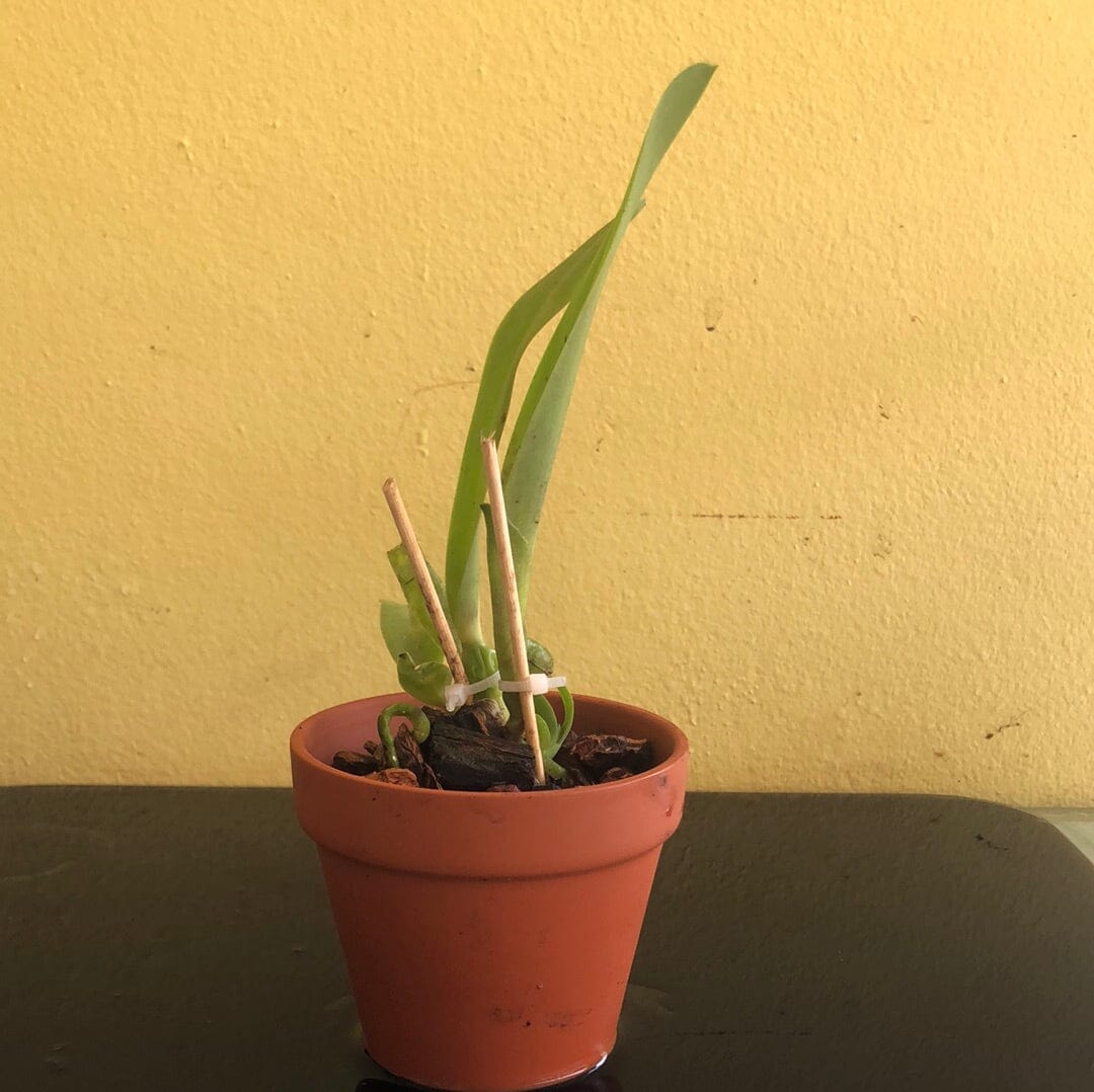 Cattleya tenebrosa var. aurea Cattleya La Foresta Orchids