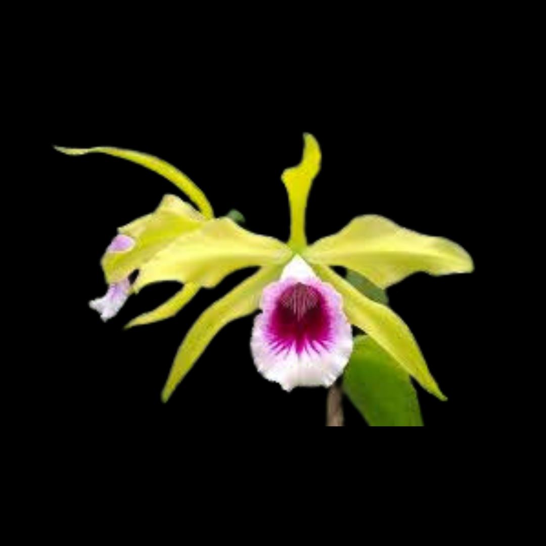 Cattleya tenebrosa var. aurea Cattleya La Foresta Orchids 
