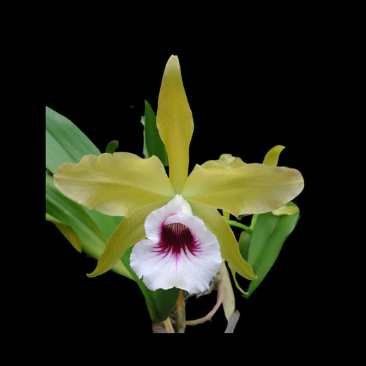 Cattleya tenebrosa var. aurea Cattleya La Foresta Orchids