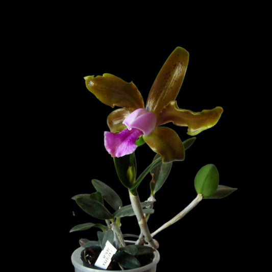 Cattleya tenuis Cattleya La Foresta Orchids