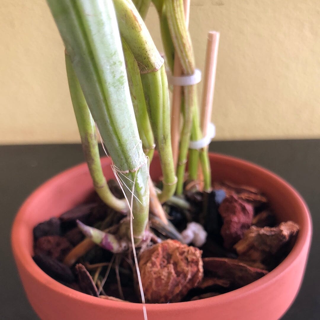 Cattleya tigrina var. tipo x Cattleya dowiana var. aurea Cattleya La Foresta Orchids