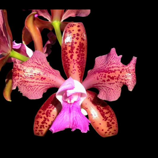 Cattleya tigrina var. tipo x Cattleya dowiana var. aurea Cattleya La Foresta Orchids