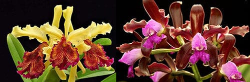 Cattleya tigrina var. tipo x Cattleya dowiana var. aurea Cattleya La Foresta Orchids 