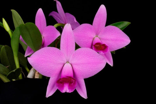 Cattleya trianae 'Cashens' FCC/AOS x Laelia praestans 'Brandi' AM/AOS Cattleya La Foresta Orchids 