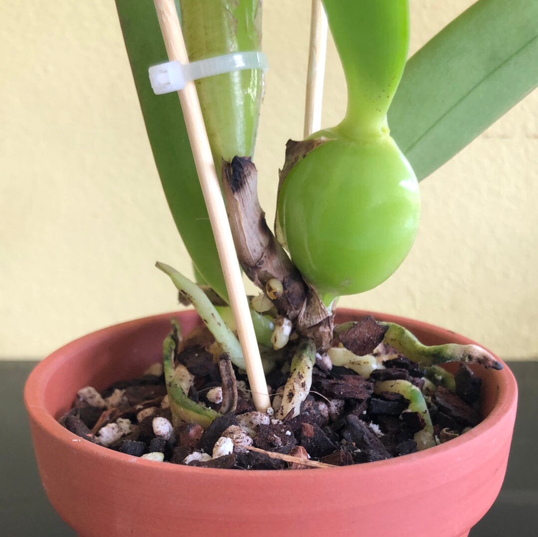Cattleya trianae 'Cashens' FCC/AOS x Laelia praestans 'Brandi' AM/AOS Cattleya La Foresta Orchids