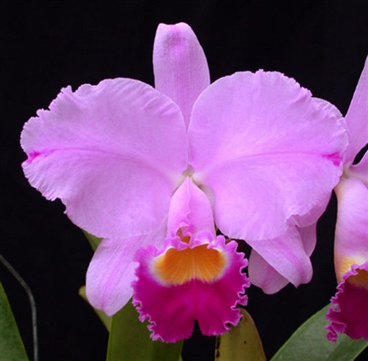 Cattleya trianae 'Cashens' FCC/AOS x Laelia praestans 'Brandi' AM/AOS Cattleya La Foresta Orchids