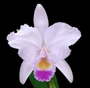 Cattleya trianae ‘Henningtons’ x ‘Radiance’ Cattleya La Foresta Orchids