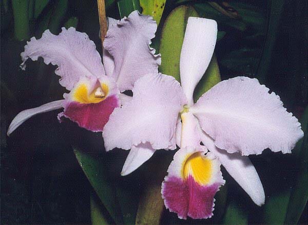 Cattleya trianae ‘Henningtons’ x ‘Radiance’ Cattleya La Foresta Orchids 