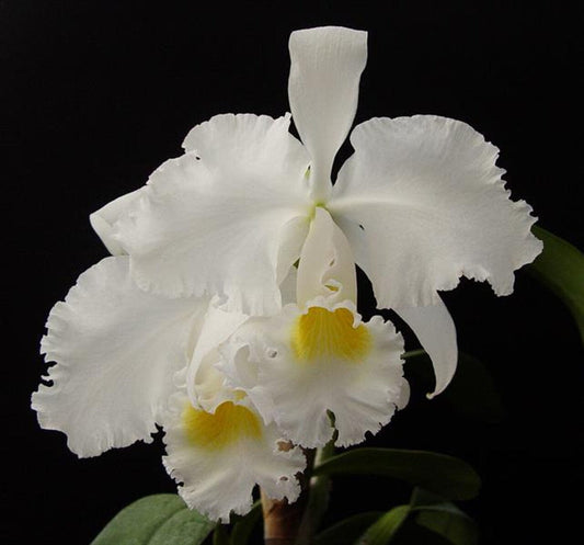 Cattleya trianae var. alba Cattleya La Foresta Orchids 
