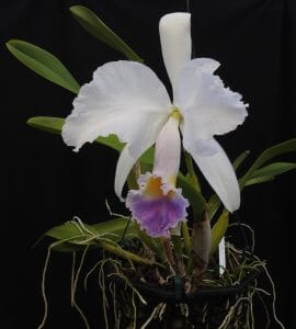 Cattleya trianae var. coerulea Cattleya La Foresta Orchids