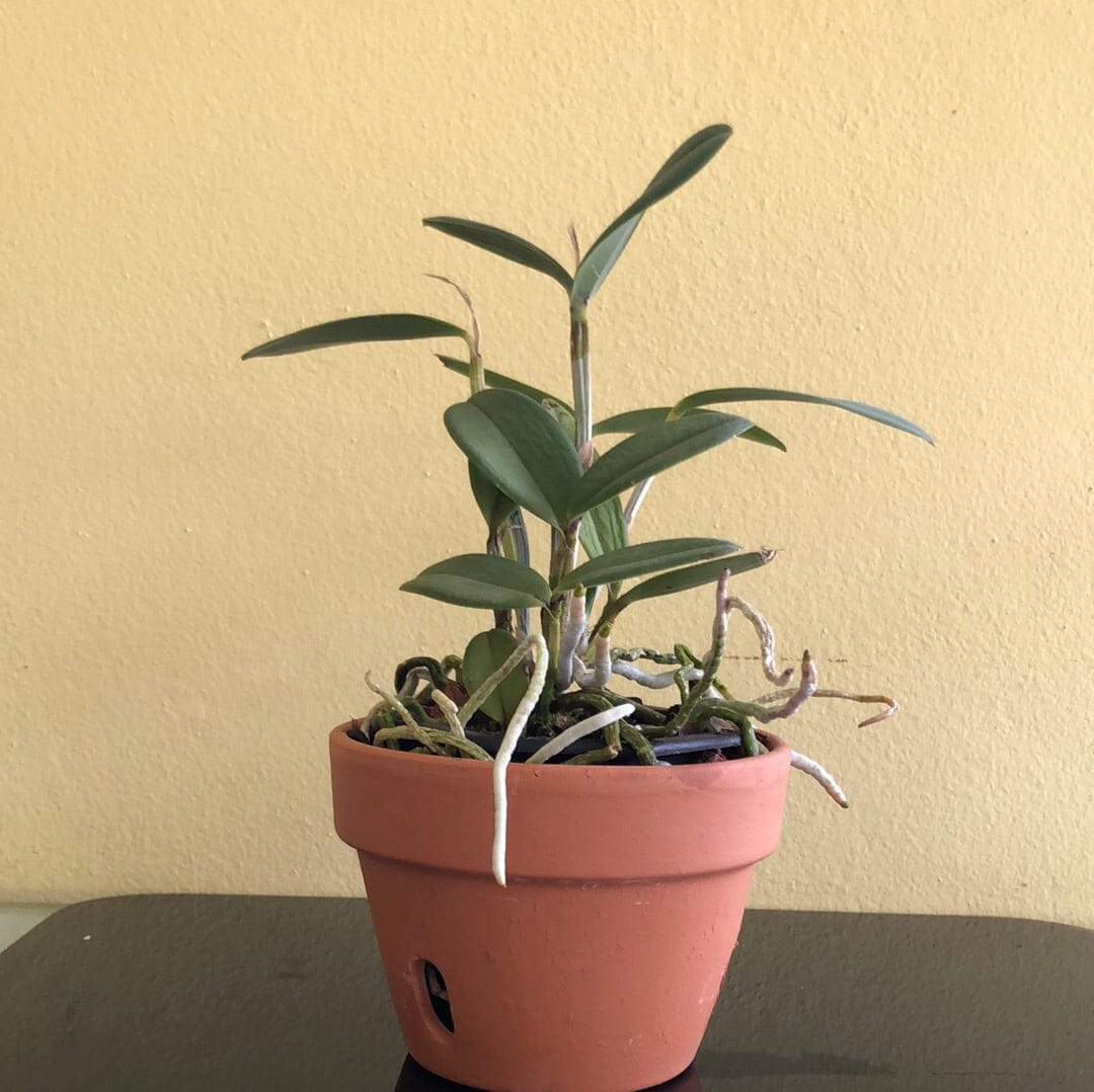 Cattleya velutina Cattleya La Foresta Orchids