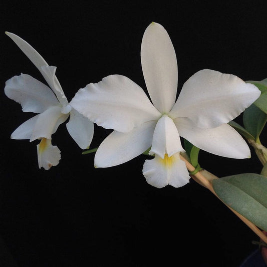 Cattleya violacea var. semi alba flamea 'Divina’ x var. alba 'Francisco' Cattleya La Foresta Orchids
