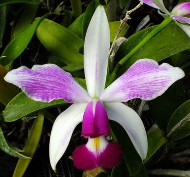 Cattleya violacea var. semi alba flamea 'Divina’ x var. alba 'Francisco' Cattleya La Foresta Orchids 