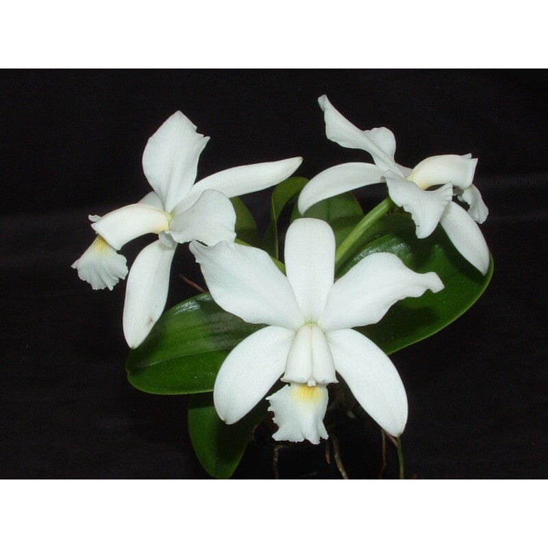 Cattleya violacea var. semi alba flamea 'Divina’ x var. alba 'Francisco' Cattleya La Foresta Orchids 