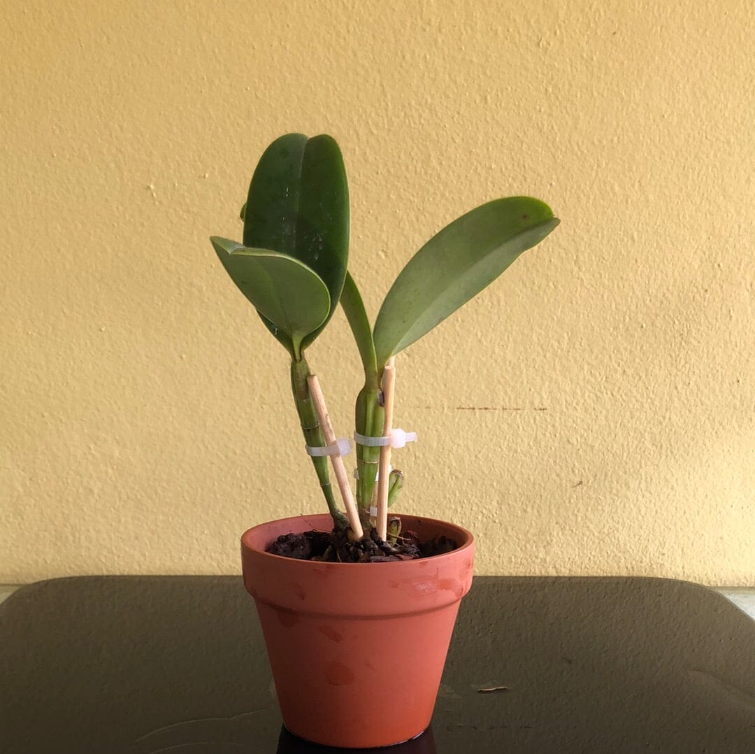 Cattleya violacea var. semi alba flamea 'Divina’ x var. alba 'Francisco' Cattleya La Foresta Orchids