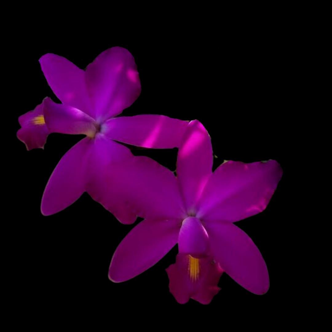 Cattleya violacea var. semi alba ‘Icabaru’ AM/AOS x var. rubra ‘Jean Wilson’ FCC/AOS Cattleya La Foresta Orchids 